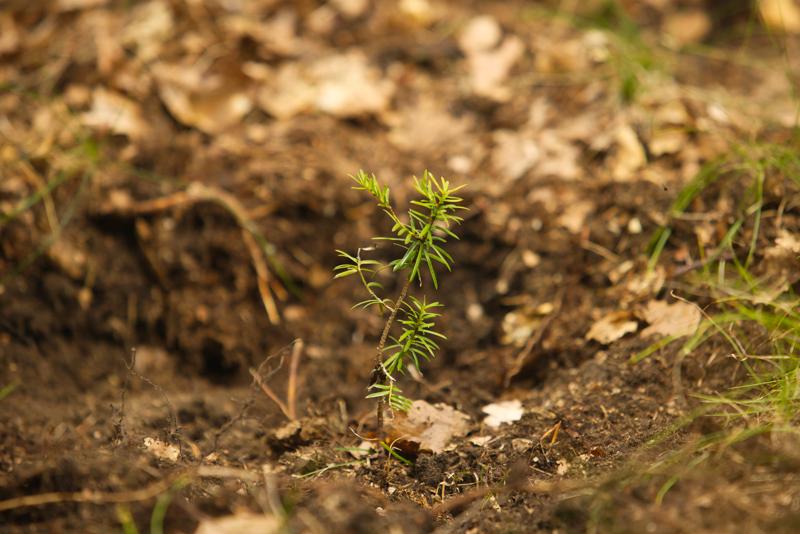 Europäische Eibe (c) oebf/Florian Platter