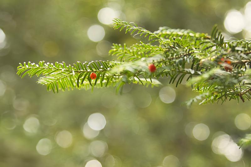 Europäische Eibe (c) oebf/Florian Platter