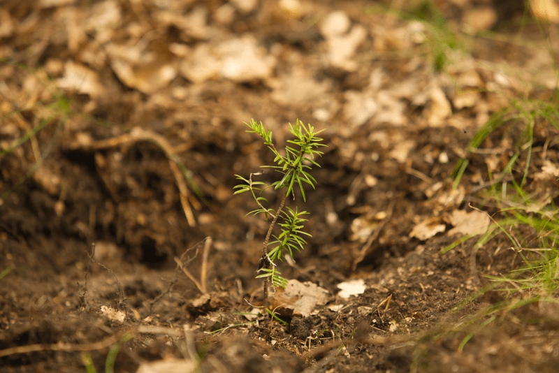 Europäische Eibe (c) oebf/Florian Platter