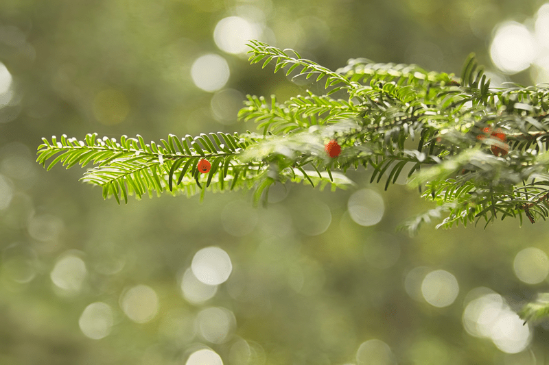 Europäische Eibe (c) oebf/Florian Platter